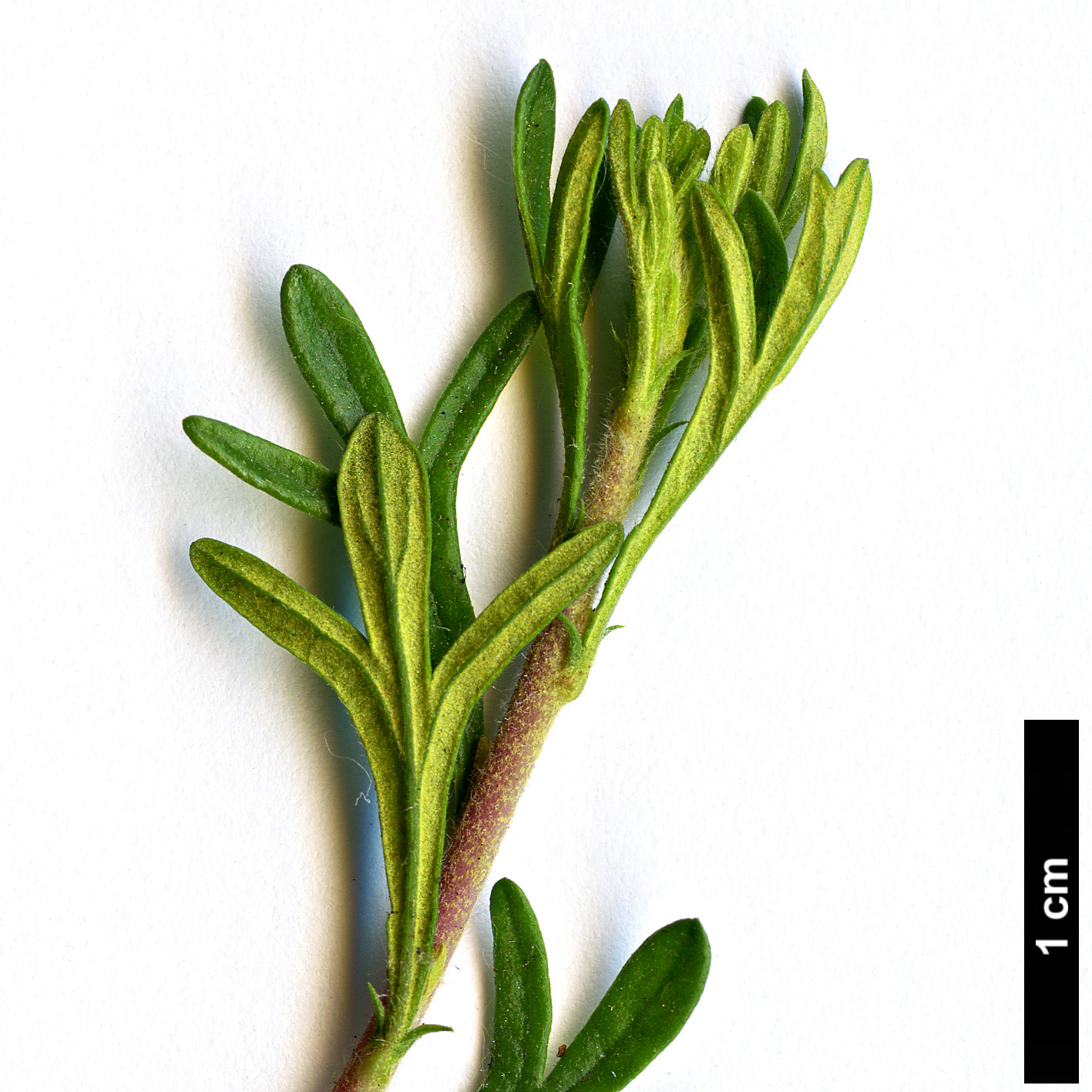 High resolution image: Family: Rosaceae - Genus: Fallugia - Taxon: paradoxa